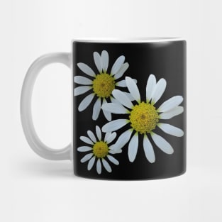 white daisy flower, blooming daisy, blooms, flowery, daisies Mug